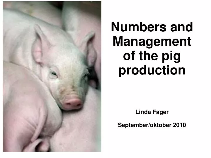 numbers and management of the pig production linda fager september oktober 2010