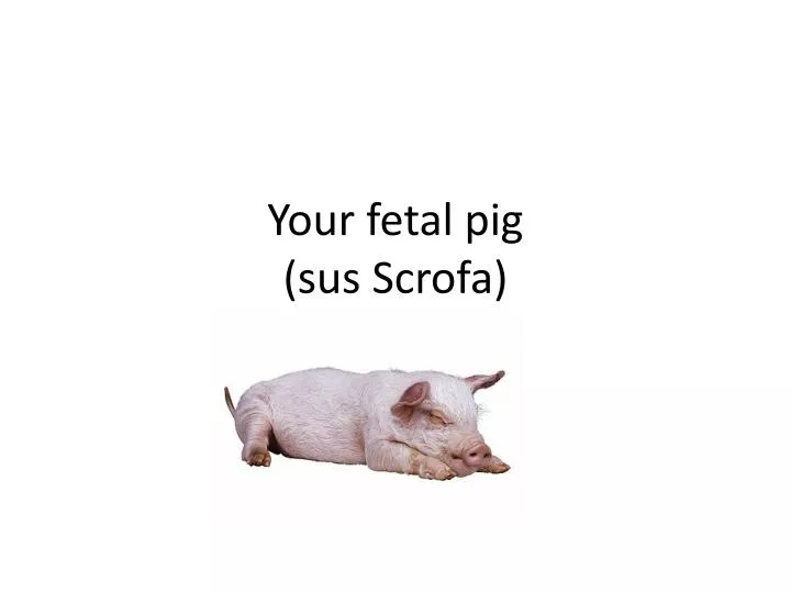 your fetal pig sus scrofa