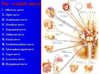 The cranial nerve ?. Olfactory nerve ?. Optic nerve