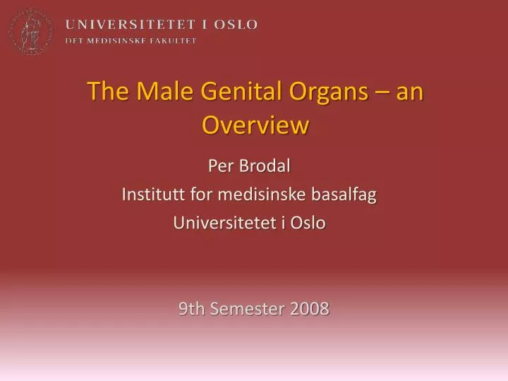 the male genital organs an overview