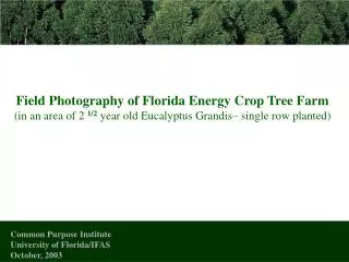 Field Photography of Florida Energy Crop Tree Farm