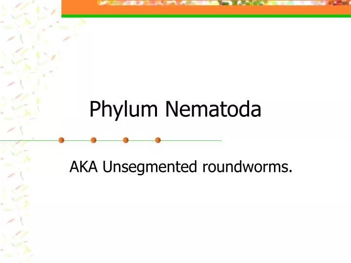 phylum nematoda