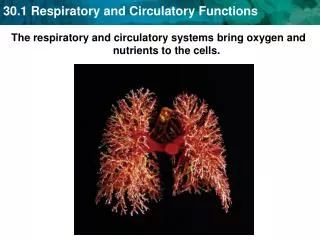 The respiratory and circulatory systems bring oxygen and nutrients to the cells.