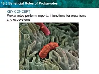 KEY CONCEPT Prokaryotes perform important functions for organisms and ecosystems.