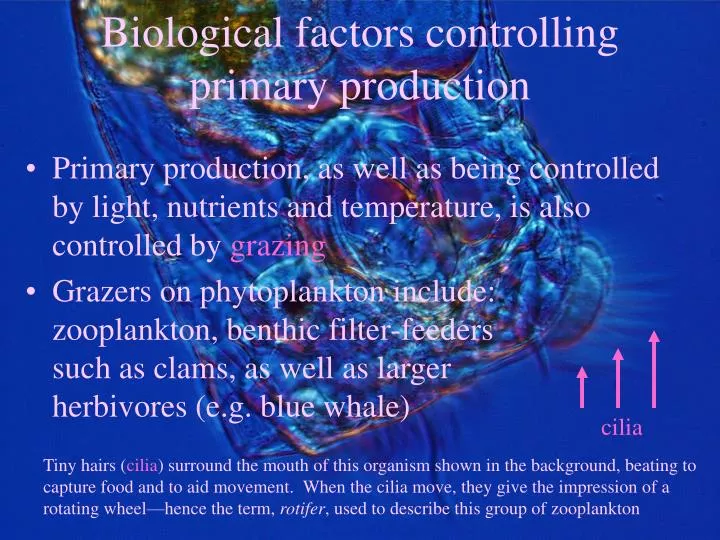 biological factors controlling primary production