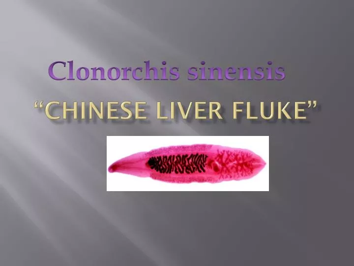 chinese liver fluke