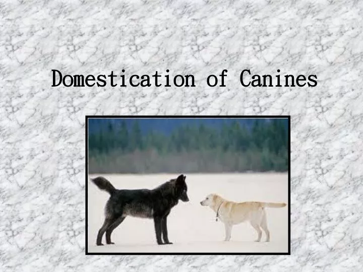 domestication of canines