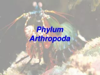 Phylum Arthropoda