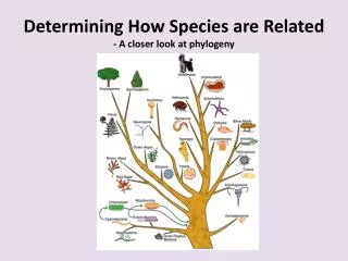 Determining How Species are Related - A closer look at phylogeny