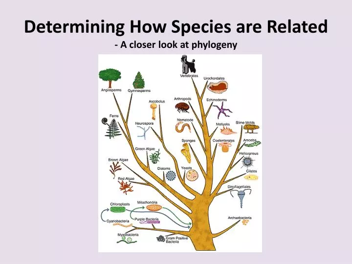 determining how species are related a closer look at phylogeny