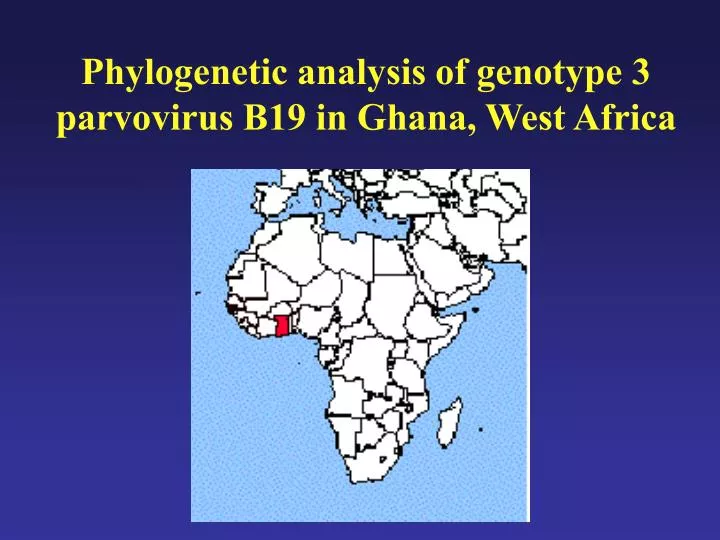 phylogenetic analysis of genotype 3 parvovirus b19 in ghana west africa