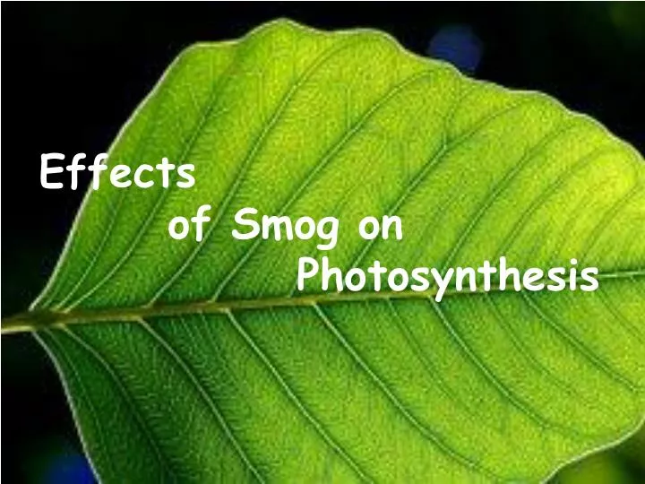 effects of smog on photosynthesis