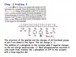 Biochemical Concepts: Peptide Charges, Ammonia Protonation, DNA Binding, and pH Equations - slide 1