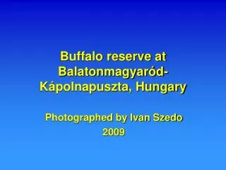 Buffalo reserve at Balatonmagyaród-Kápolnapuszta, Hungary