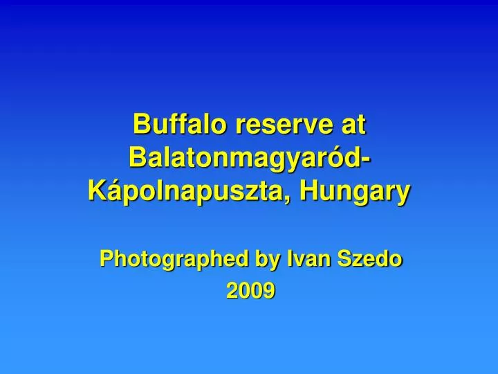 buffalo reserve at balatonmagyar d k polnapuszta hungary