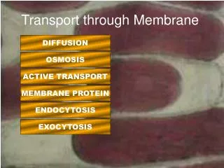 Transport through Membrane