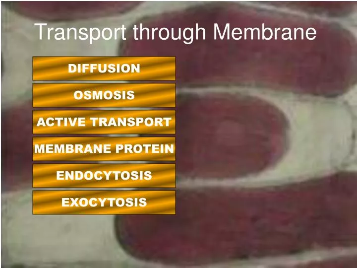 transport through membrane