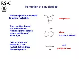 Three compounds are needed to make a nucleotide