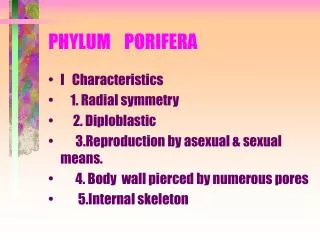 PHYLUM PORIFERA