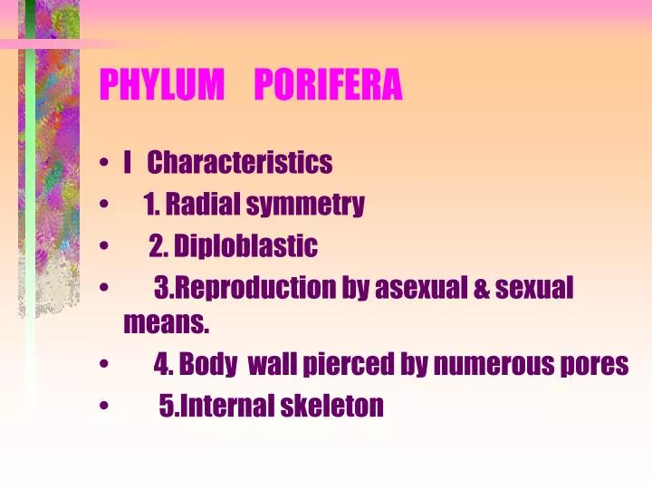 phylum porifera