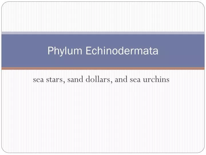 phylum echinodermata