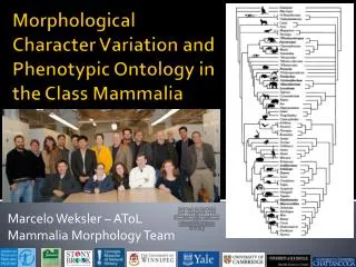 Morphological Character Variation and Phenotypic Ontology in the Class Mammalia