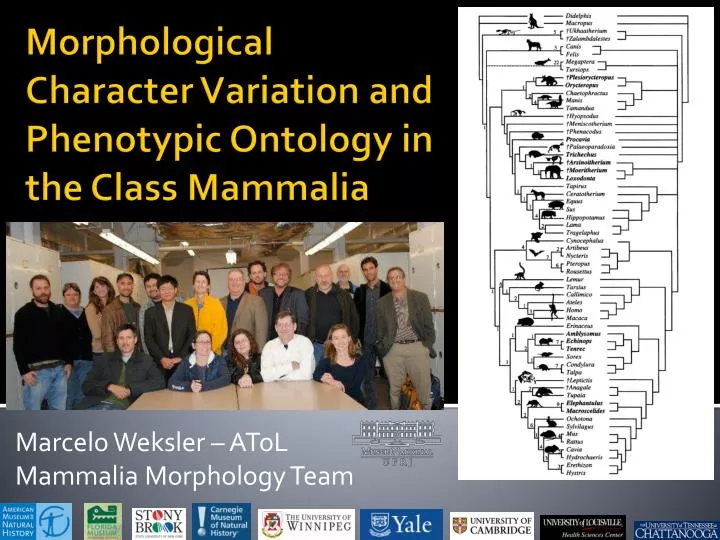 marcelo weksler atol mammalia morphology team