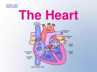 The Heart