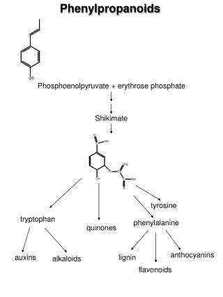 Phenylpropanoids