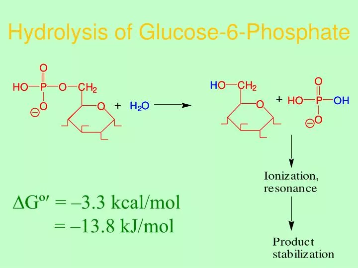 hydrolysis of glucose 6 phosphate