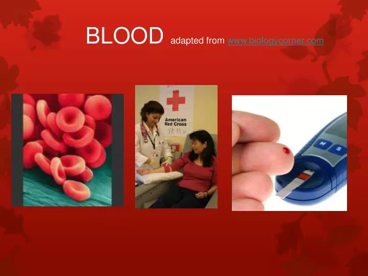 blood adapted from www biologycorner com