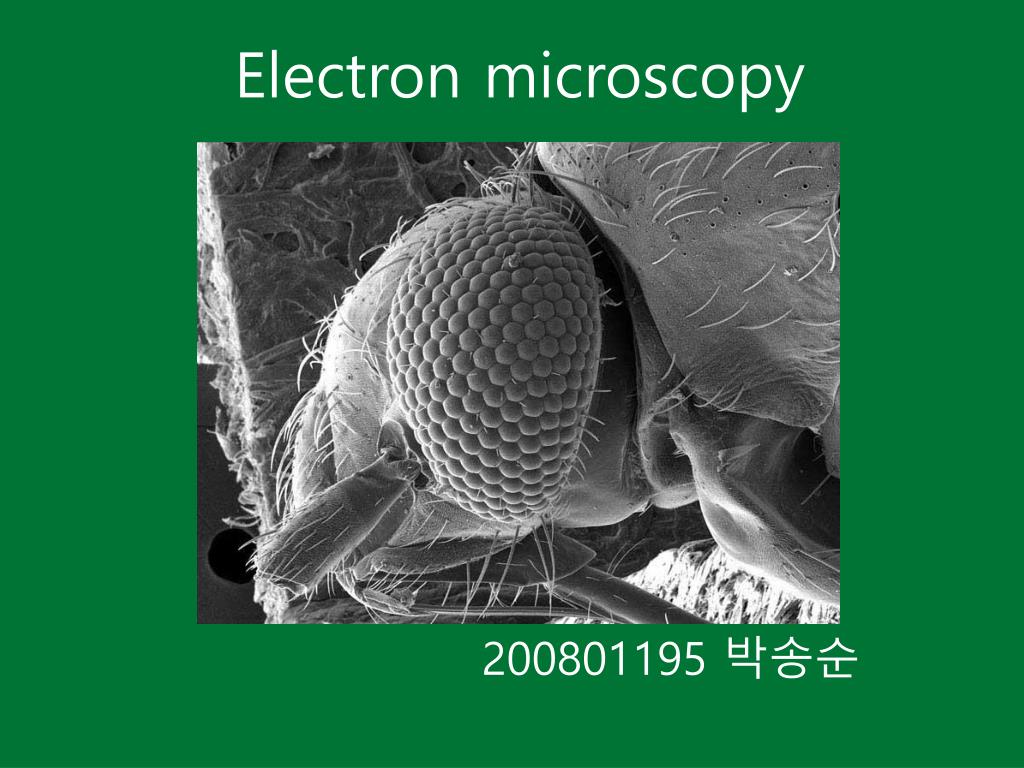 PPT - Electron microscopy PowerPoint Presentation, free download - ID ...