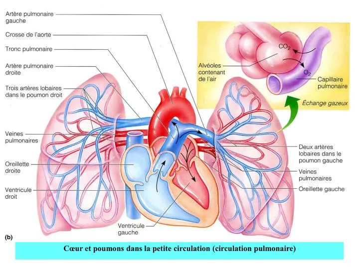 circulation pulmonaire