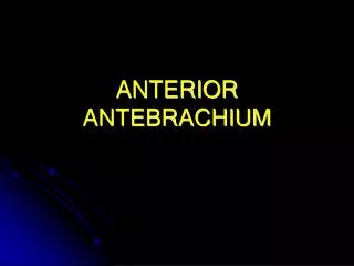 ANTERIOR ANTEBRACHIUM