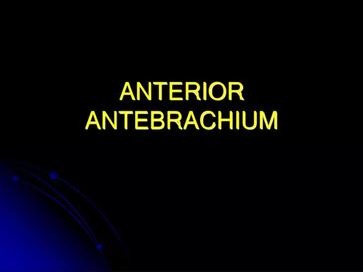 anterior antebrachium