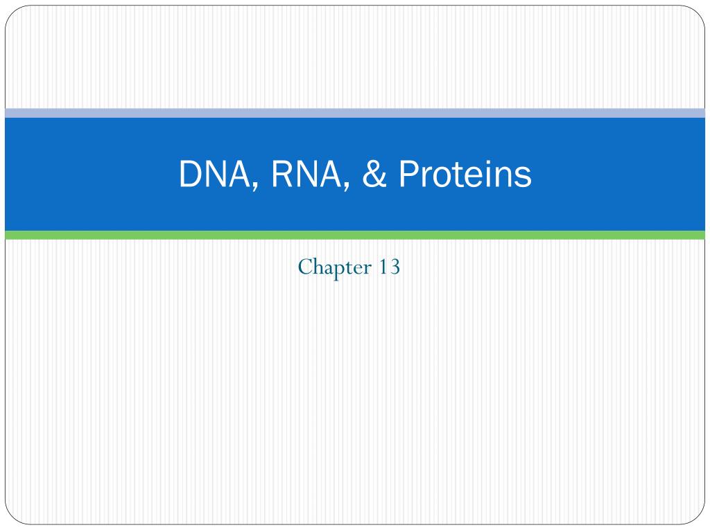 PPT - DNA, RNA, & Proteins PowerPoint Presentation, free download - ID ...