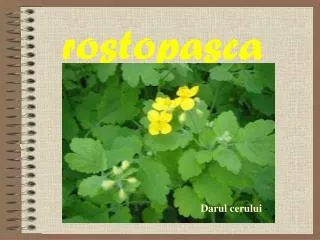 rostopasca