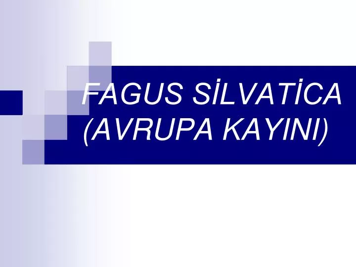 fagus s lvat ca avrupa kayini