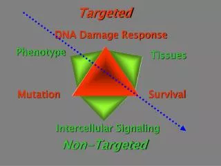 DNA Damage Response