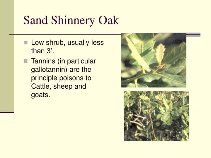 sand shinnery oak