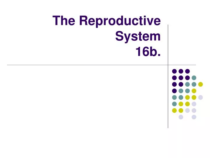 the reproductive system 16b