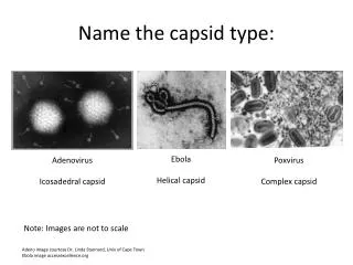 Name the capsid type: