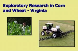 Exploratory Research in Corn and Wheat - Virginia