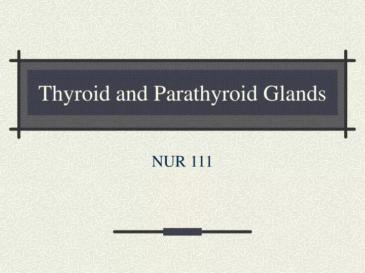thyroid and parathyroid glands