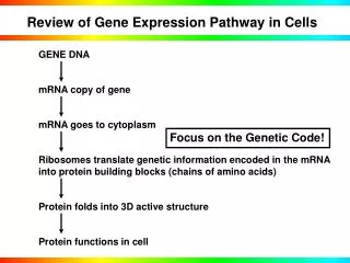 Review of Gene Expression Pathway in Cells