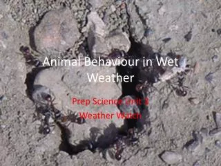 Animal Behaviour in Wet Weather