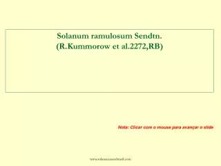 Solanum ramulosum Sendtn. (R.Kummorow et al.2272,RB)
