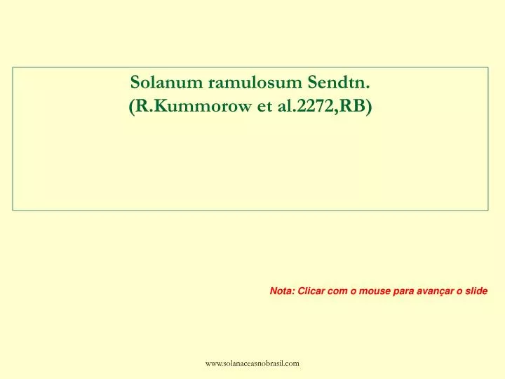 solanum ramulosum sendtn r kummorow et al 2272 rb