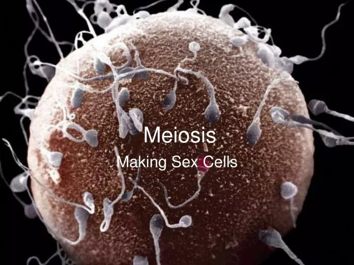 meiosis