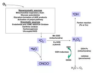 Nonenzymatic sources Mitochondrial respiratory chain Glucose autoxidation